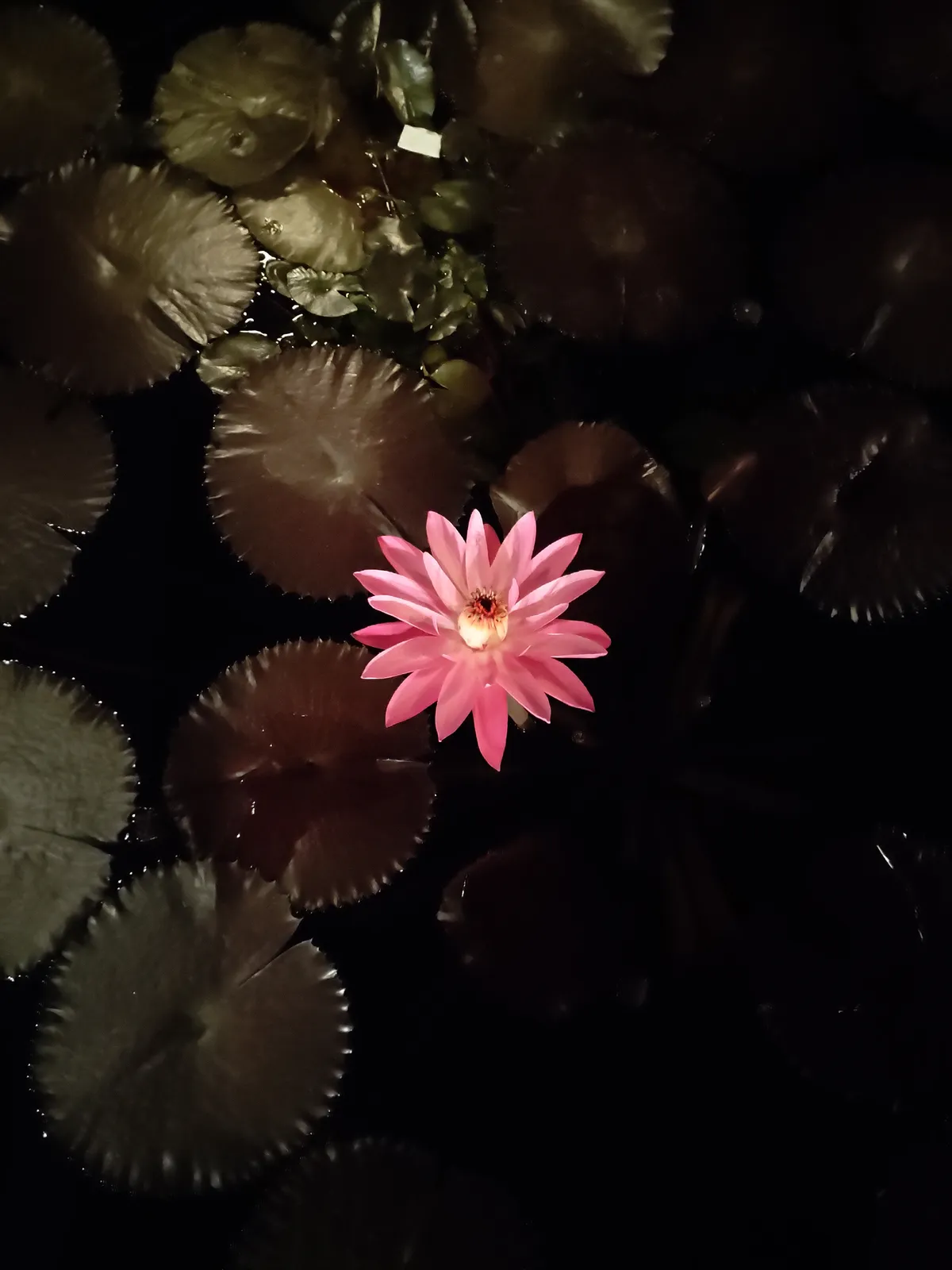 Photograph, 29 Sept 2019