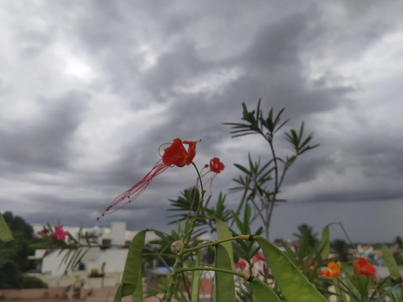 Photograph, 25 Jul 2020